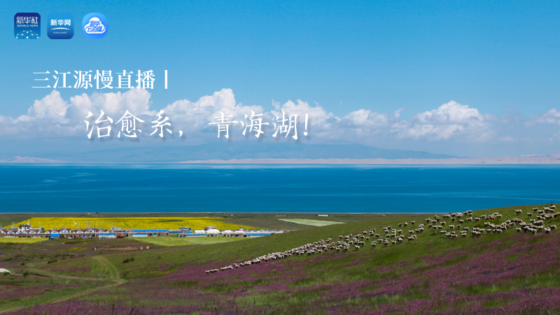 三江源慢直播丨治愈系，青海湖！